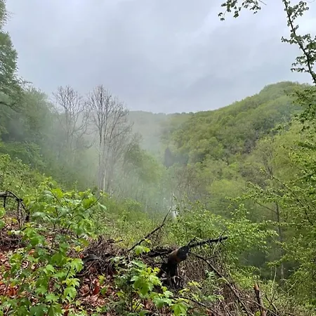 Verborgen Parel In Durbuy's Bos 더뷔